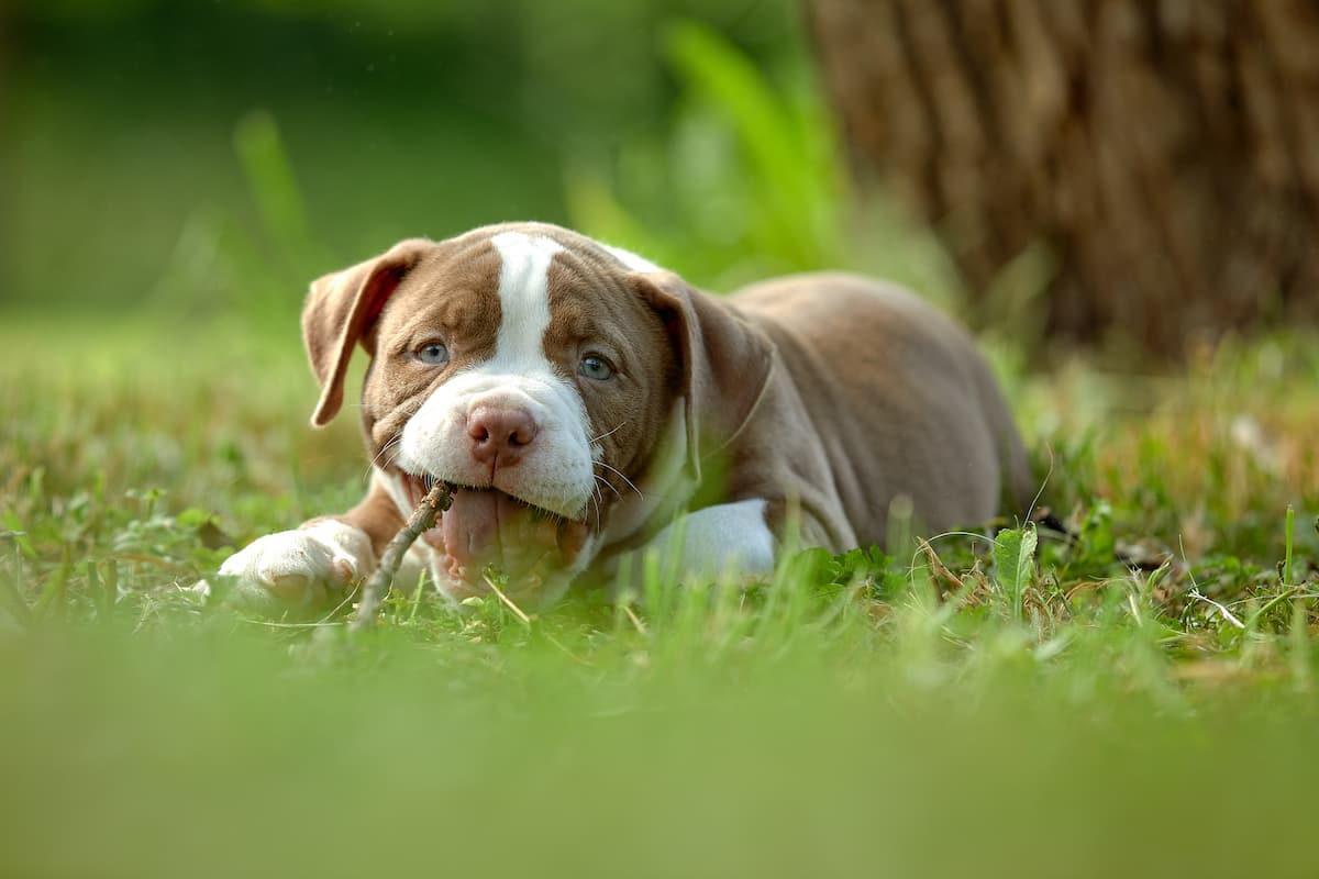 puppy chewing a stick outside