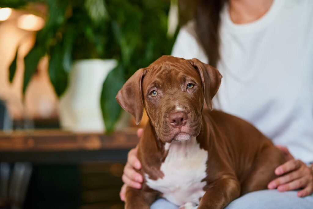 brown puppy