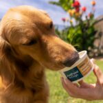 dog eating pupsicle