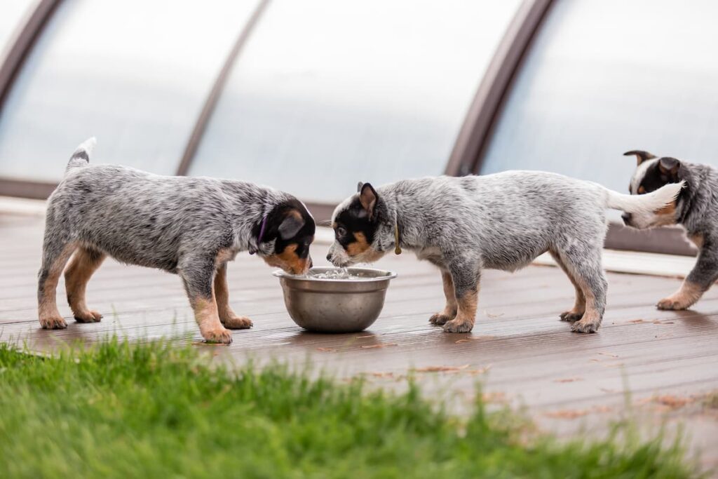 puppies drinking water