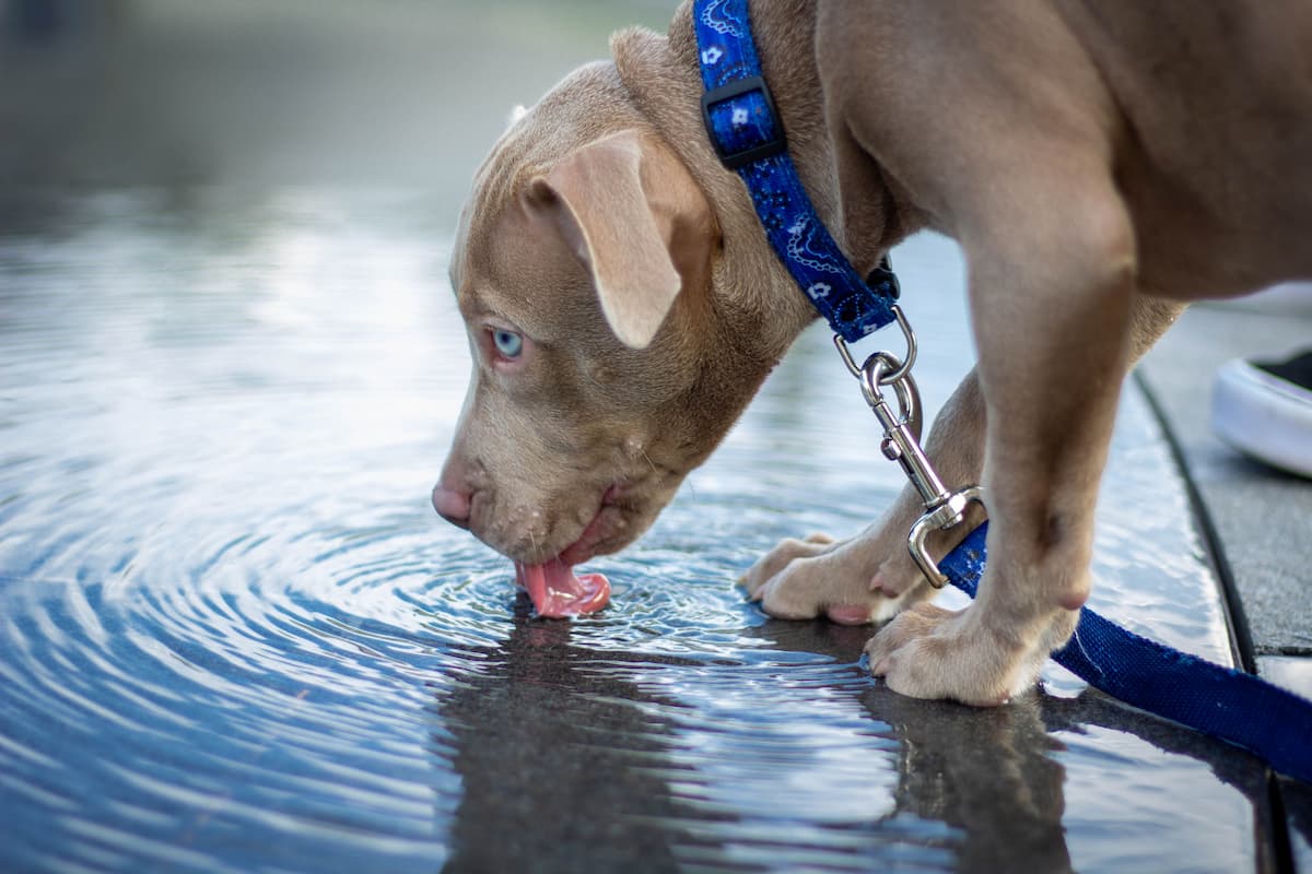 puppy drinking water