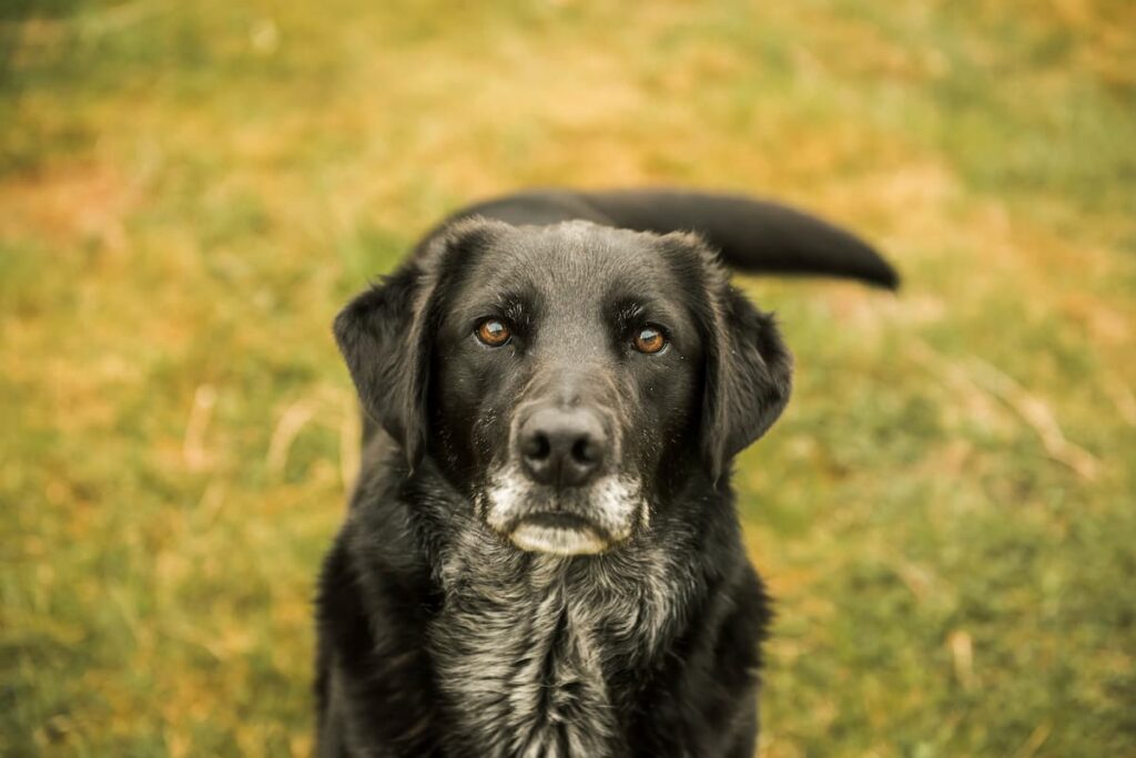 black senior dog in field