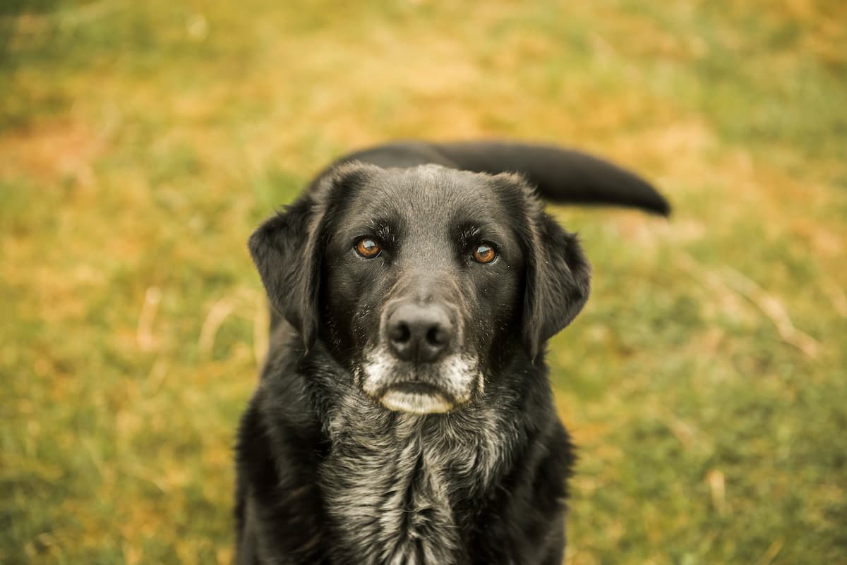 black senior dog in field