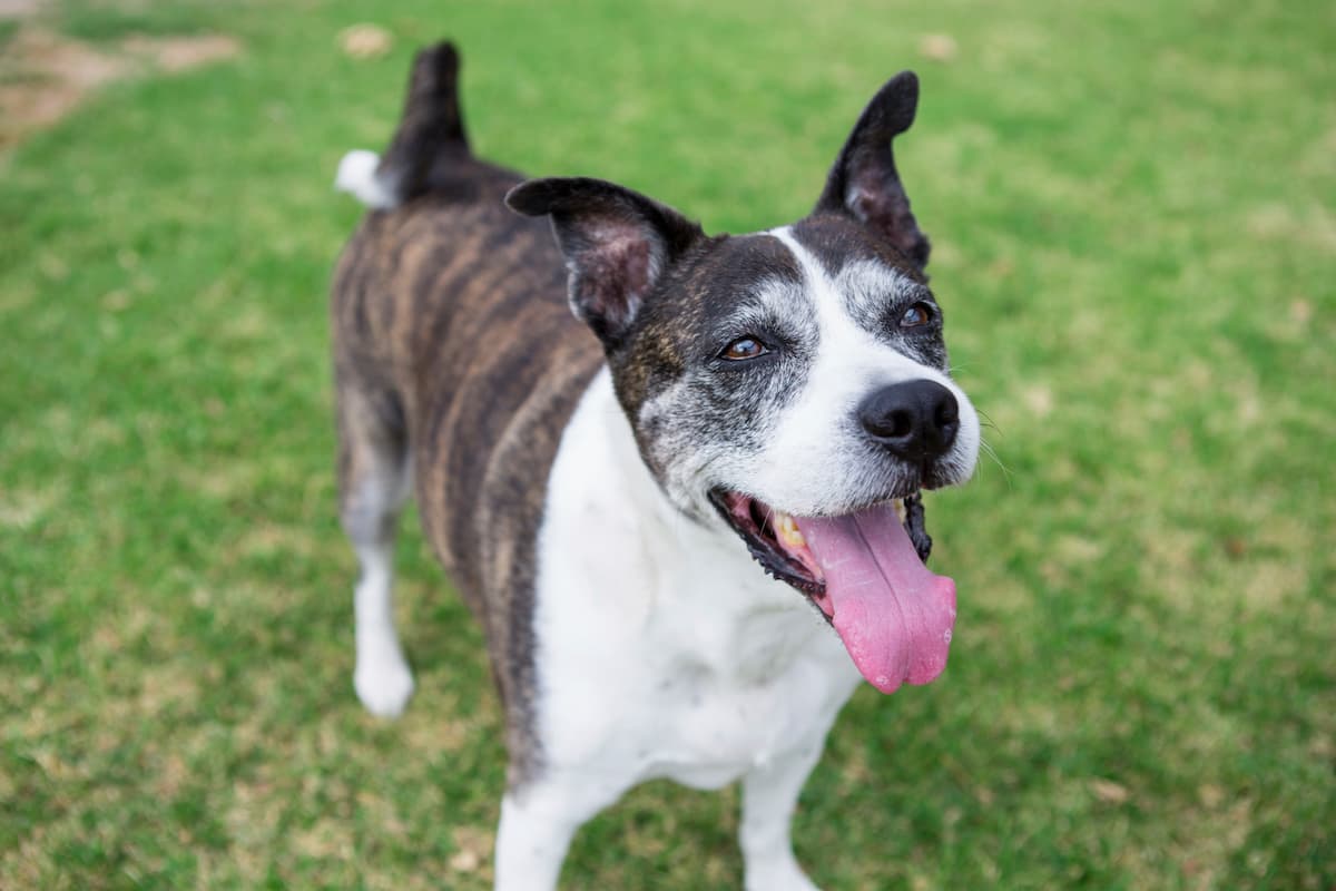 senior dog on grass