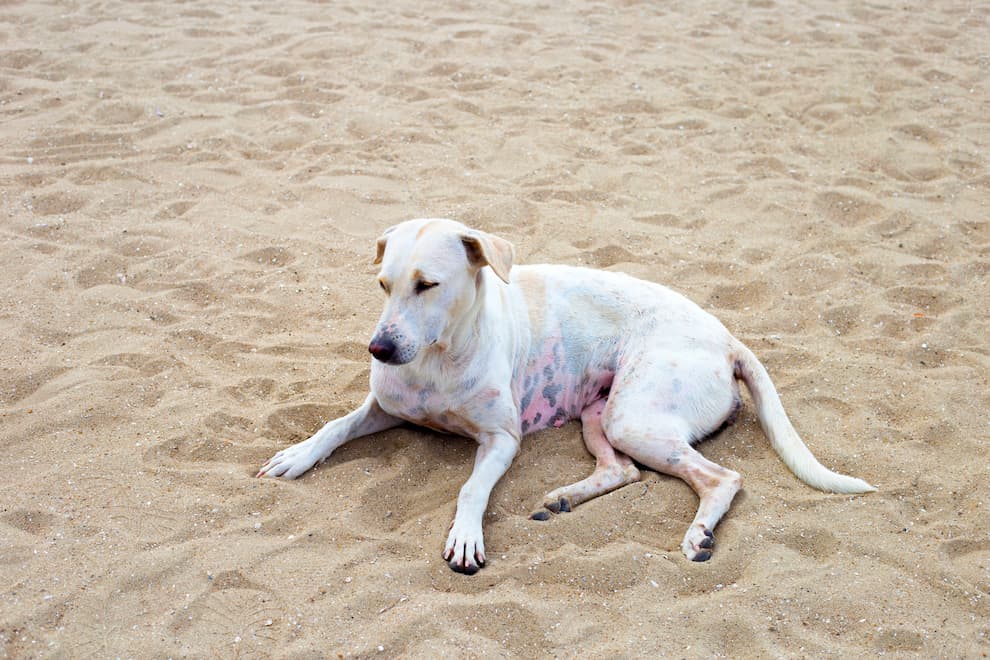 white dog relaxing on sand