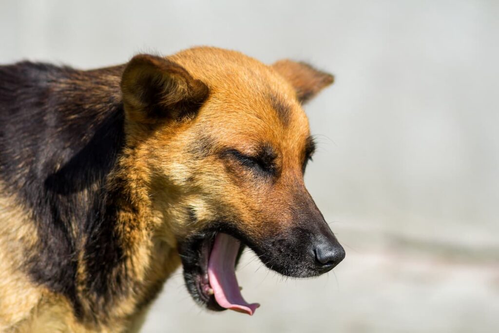 dog coughing