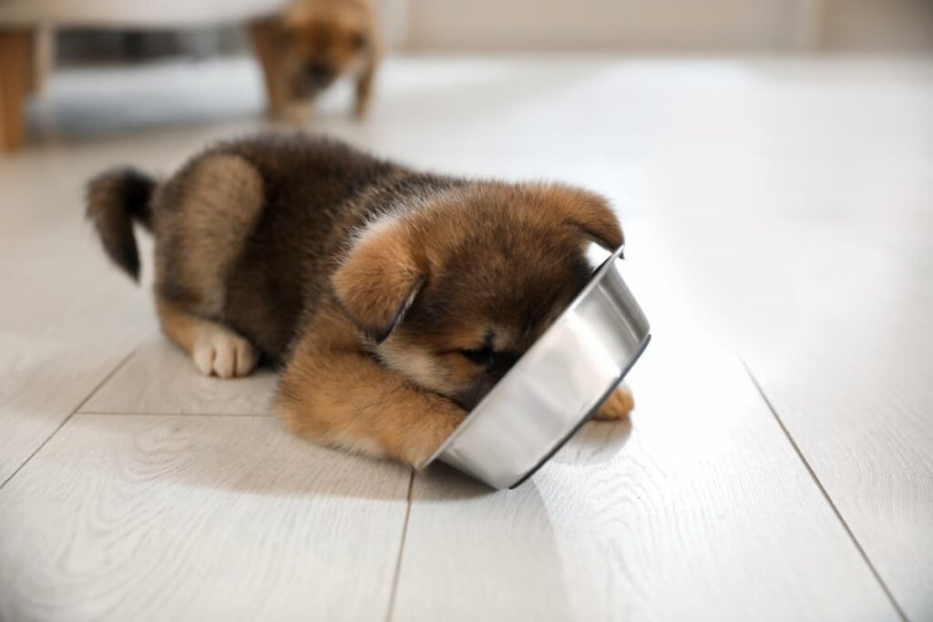 puppy eating