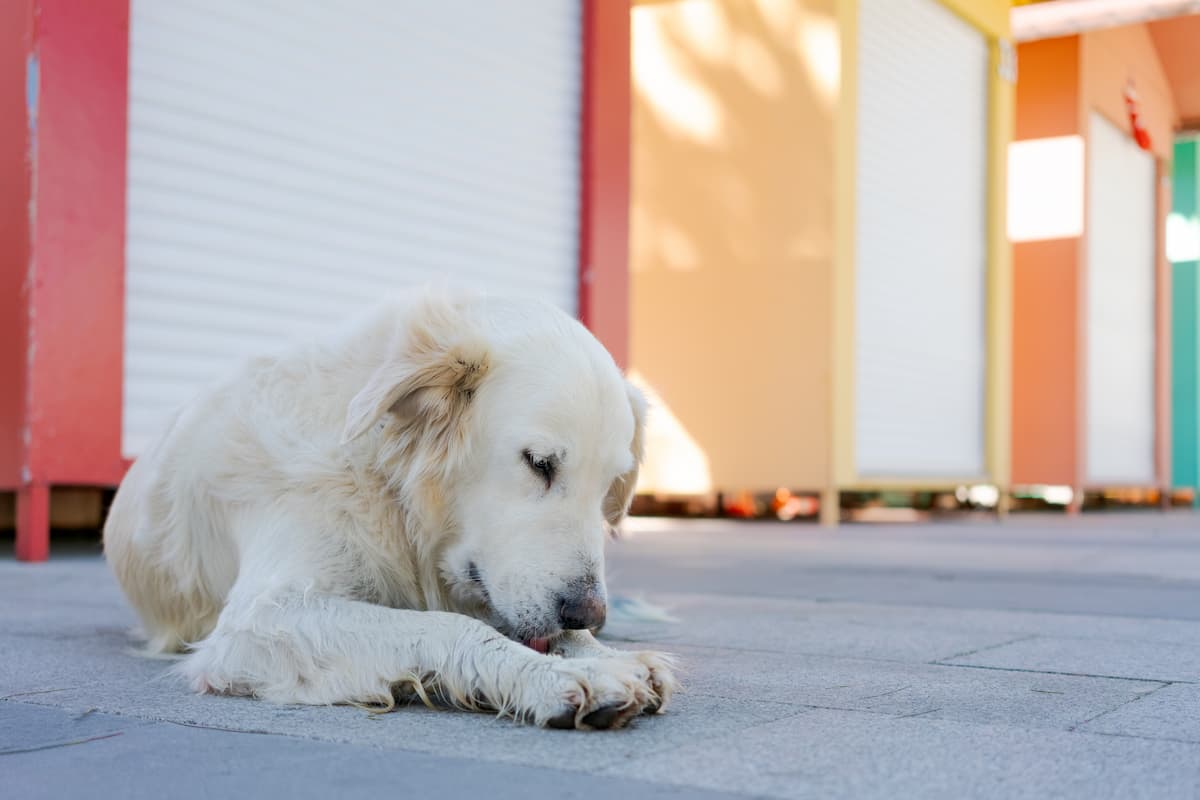 dog licking paws