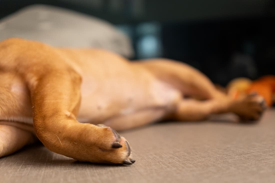 dog laying on side with exposed belly