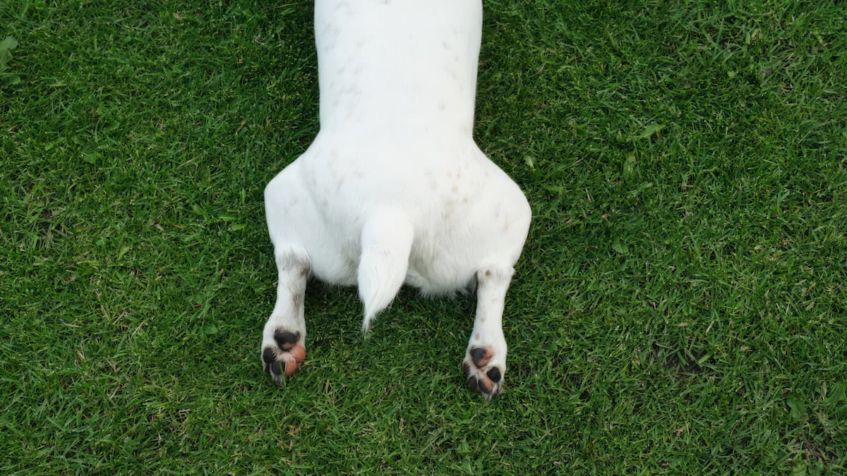 dog in sploot
