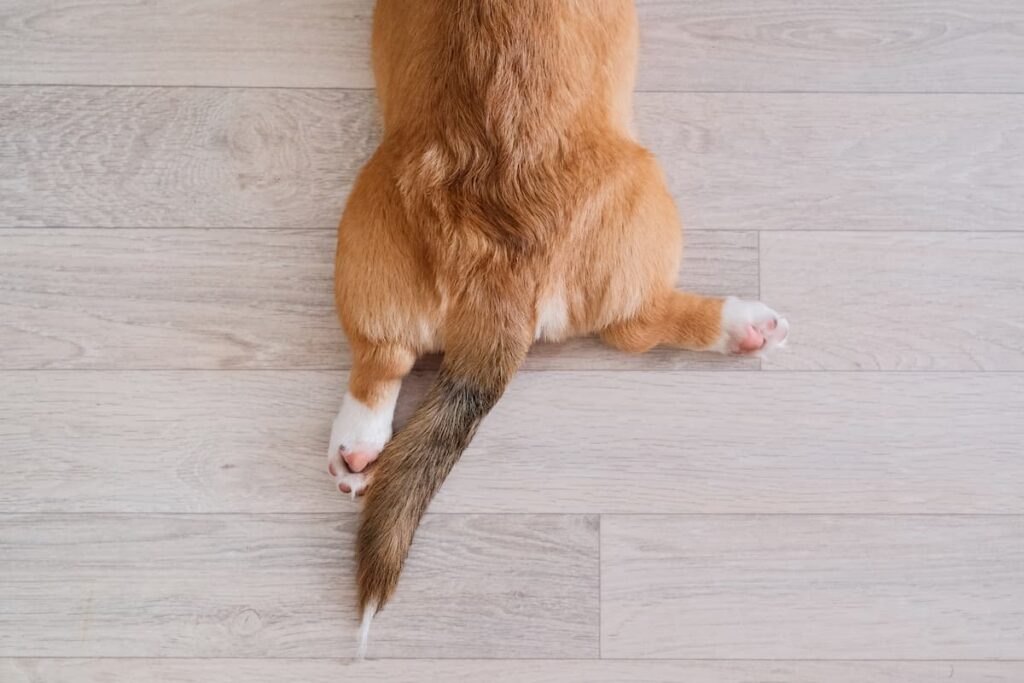 partial dog sploot