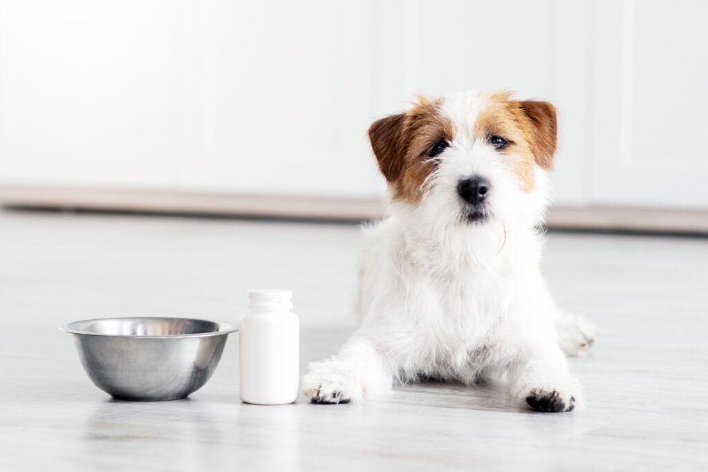 Cute dog sitting next to metal bowl and bottle 