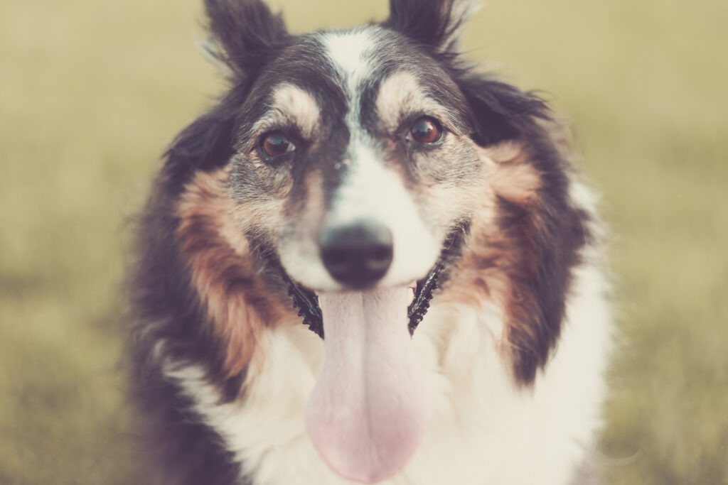 Dog panting