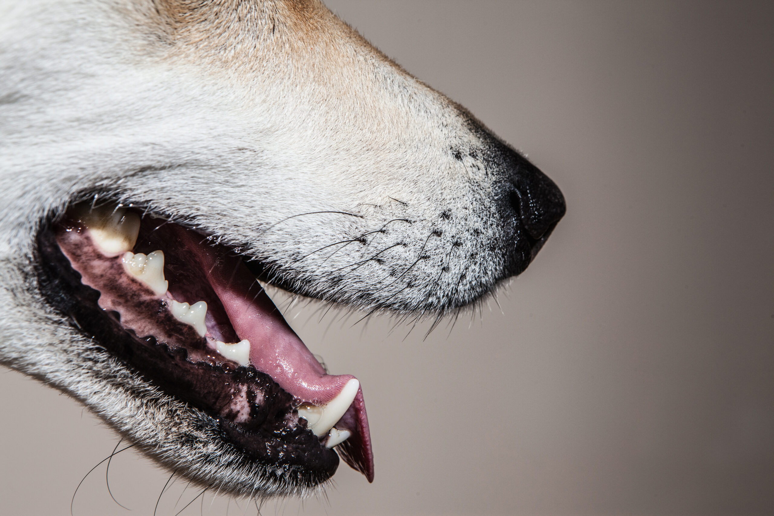 Bad Breath in Dogs: Causes and How To Help