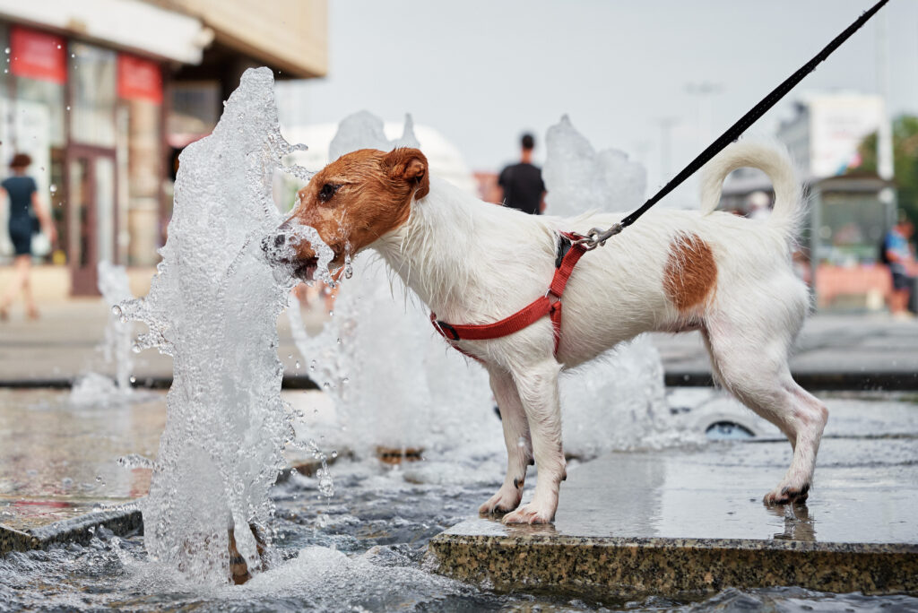 Dog drinks water from fountain 