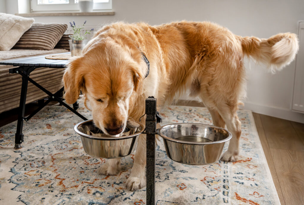 Golden retriever eats from elevated bowl