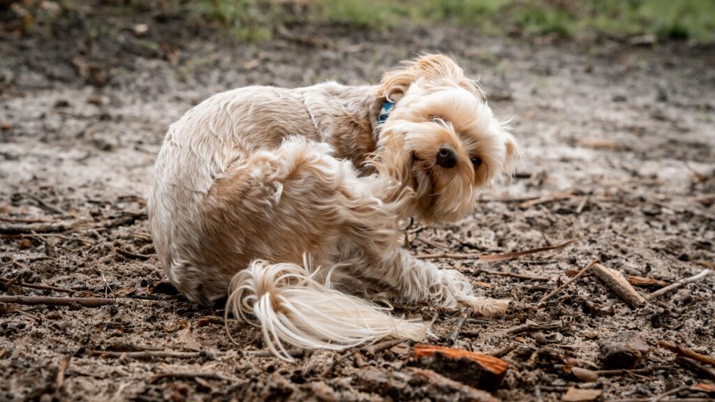 dog scratching 