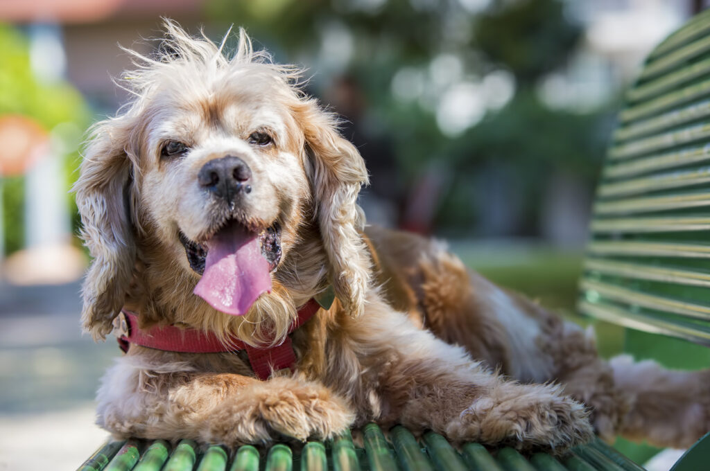Cocker spaniel panting 