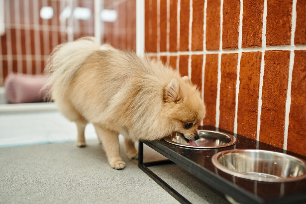 Pomeranian drinks water from elevated bowl.