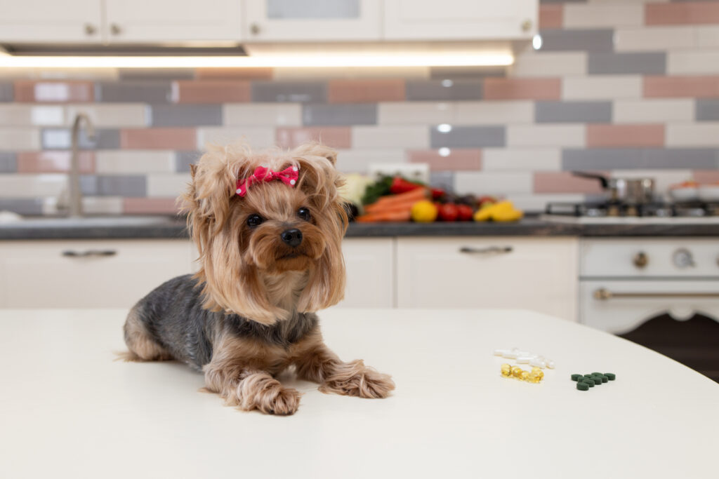 Yorkshire Terrier lies on a table