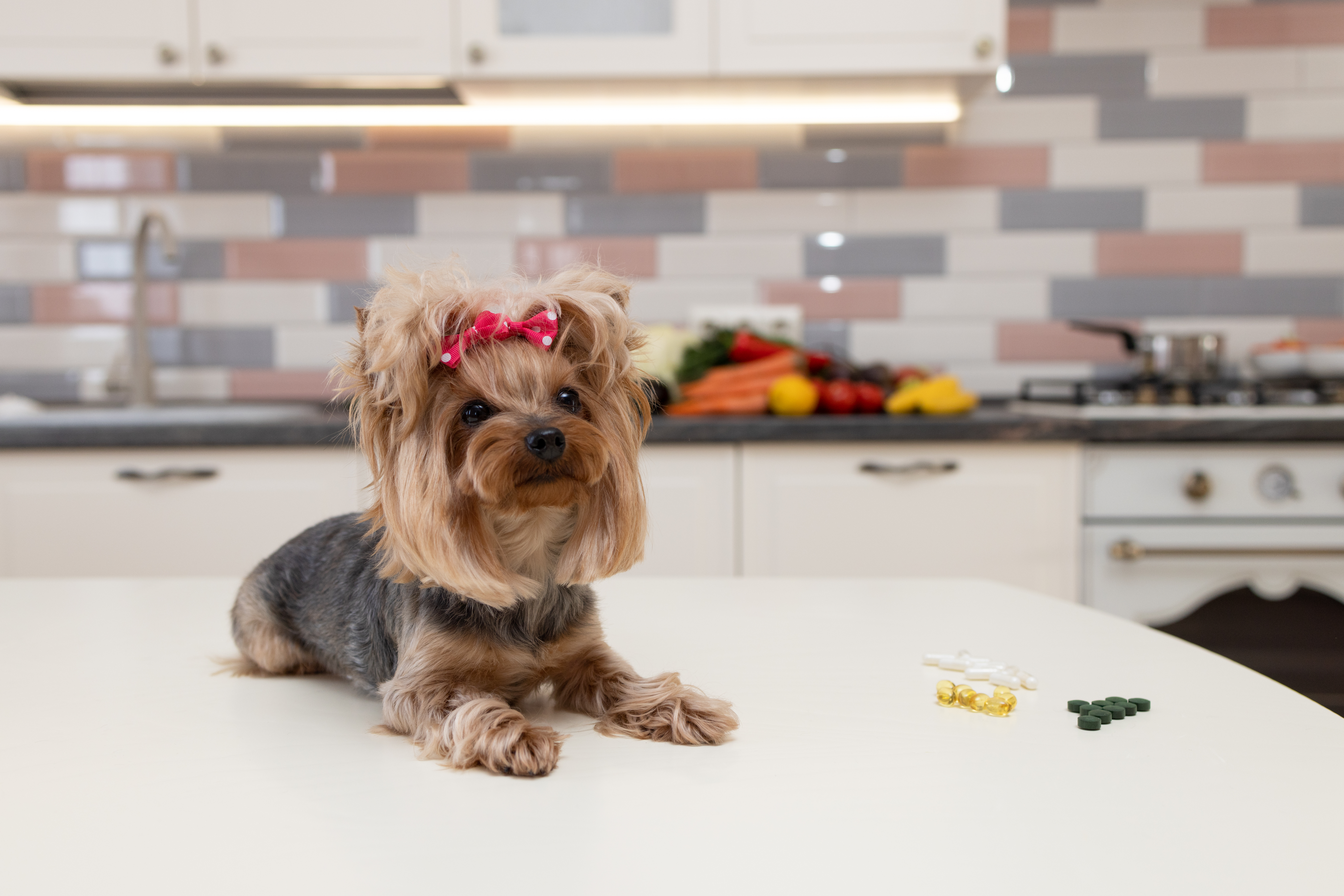 Yorkshire Terrier lies on a table
