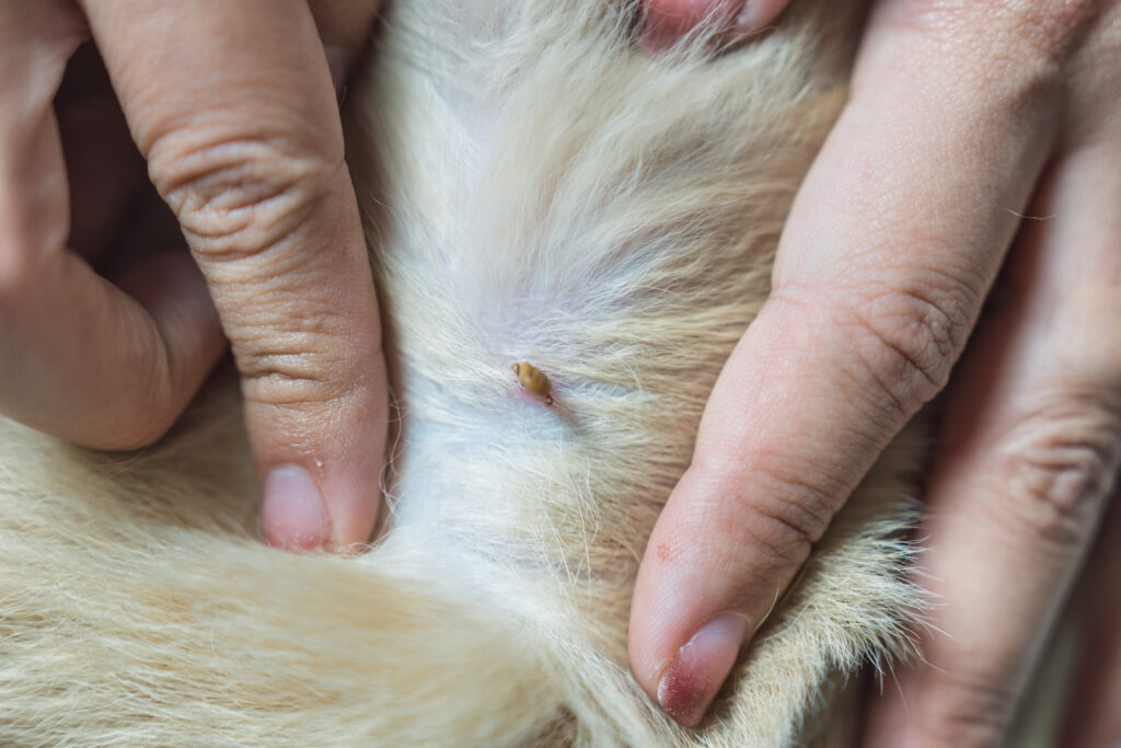 tick embedded in dog's fur