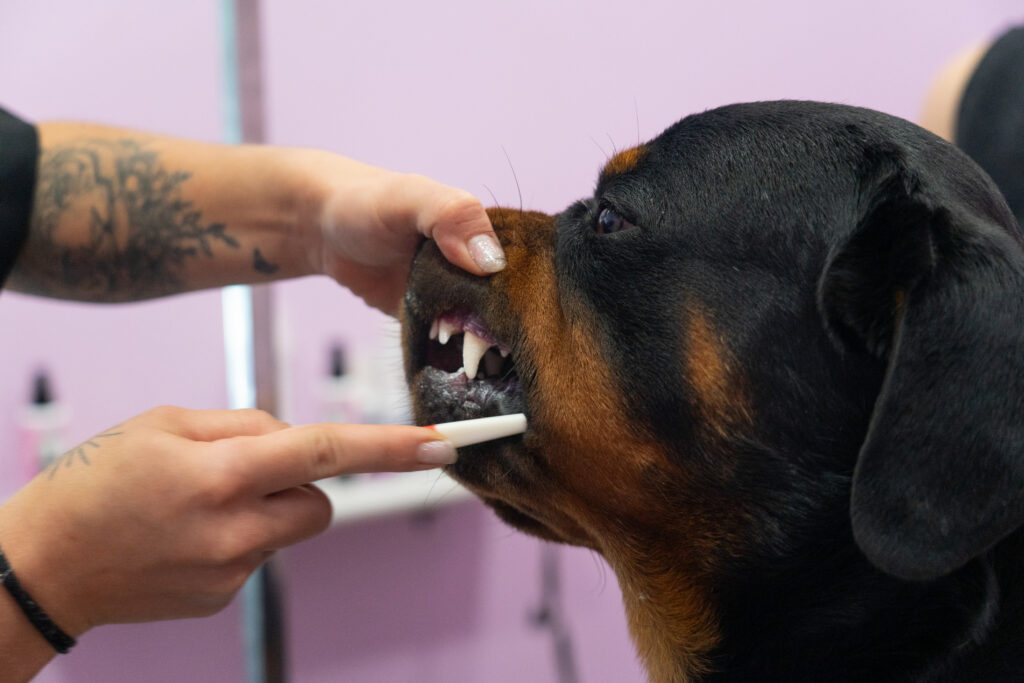 brush your dog's teeth 