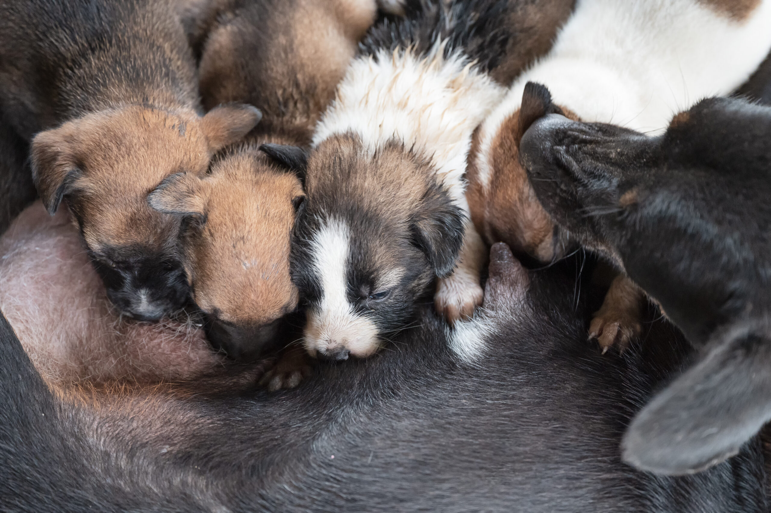 How Long Are Dog’s Pregnant? Stages of a Dog’s Pregnancy