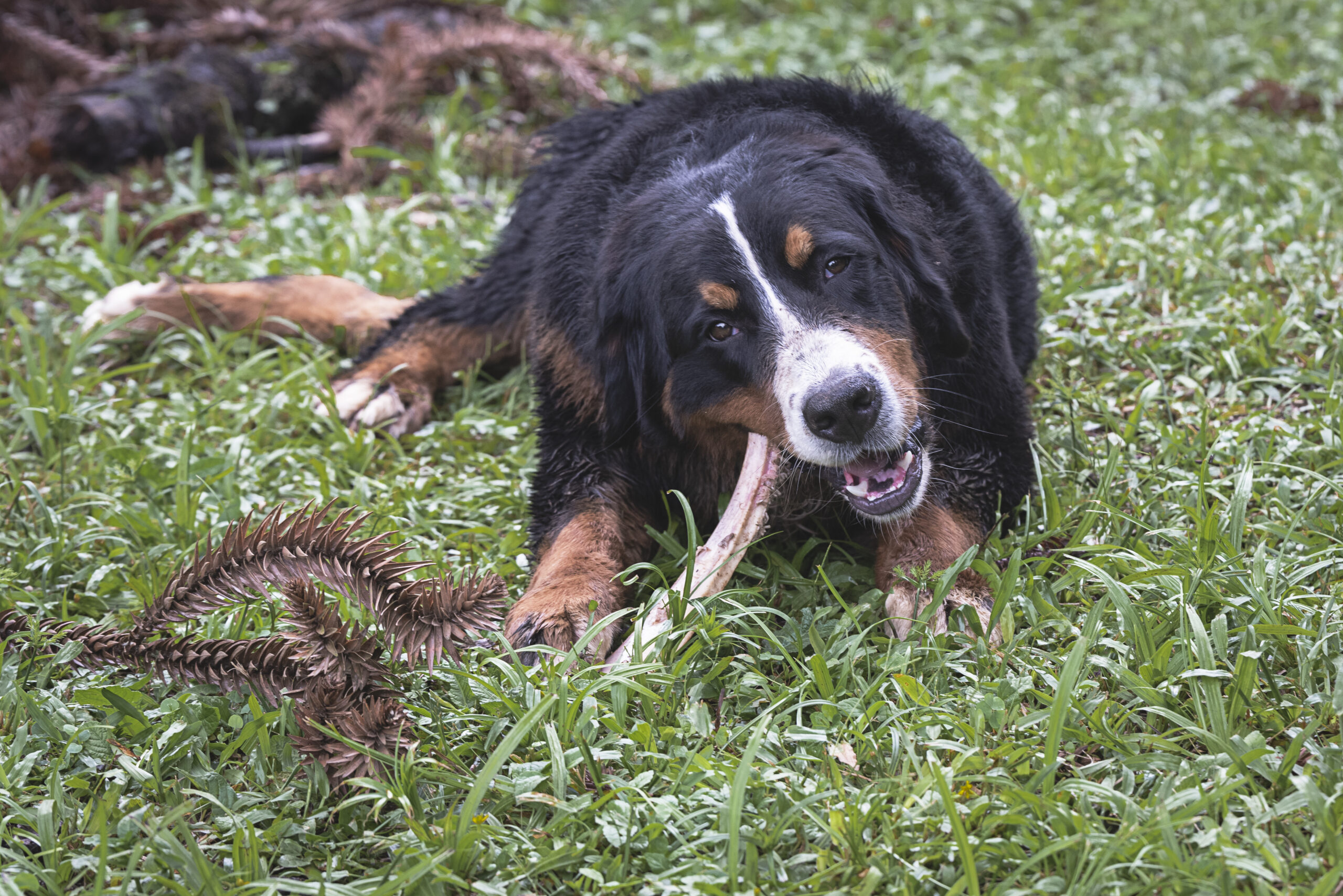 Are Dogs Omnivores or Carnivores? The Science Explained