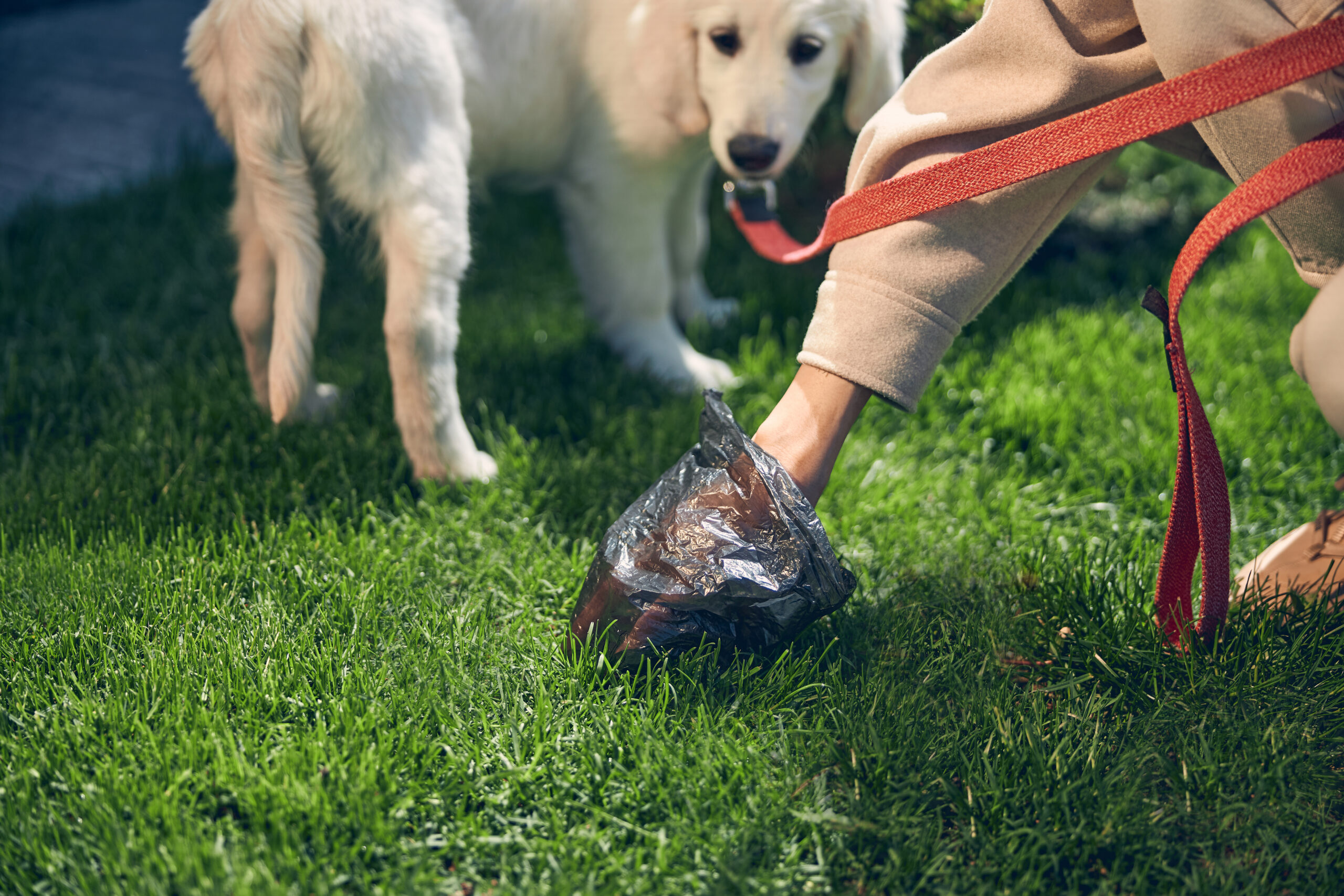 Gastroenteritis in Dogs: Causes, Symptoms & Treatment