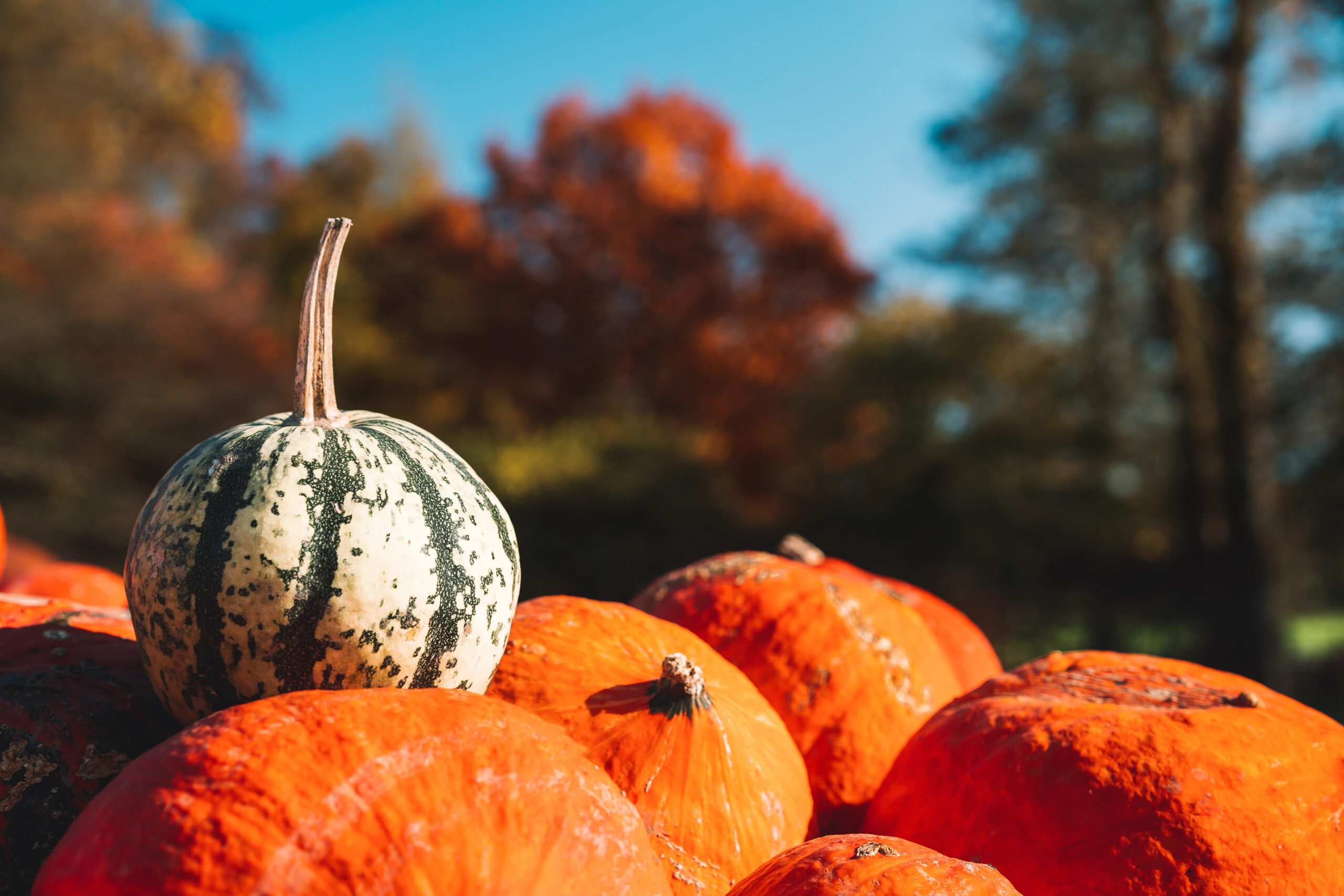 Is Pumpkin Good For Dogs With Diarrhea? What To Know