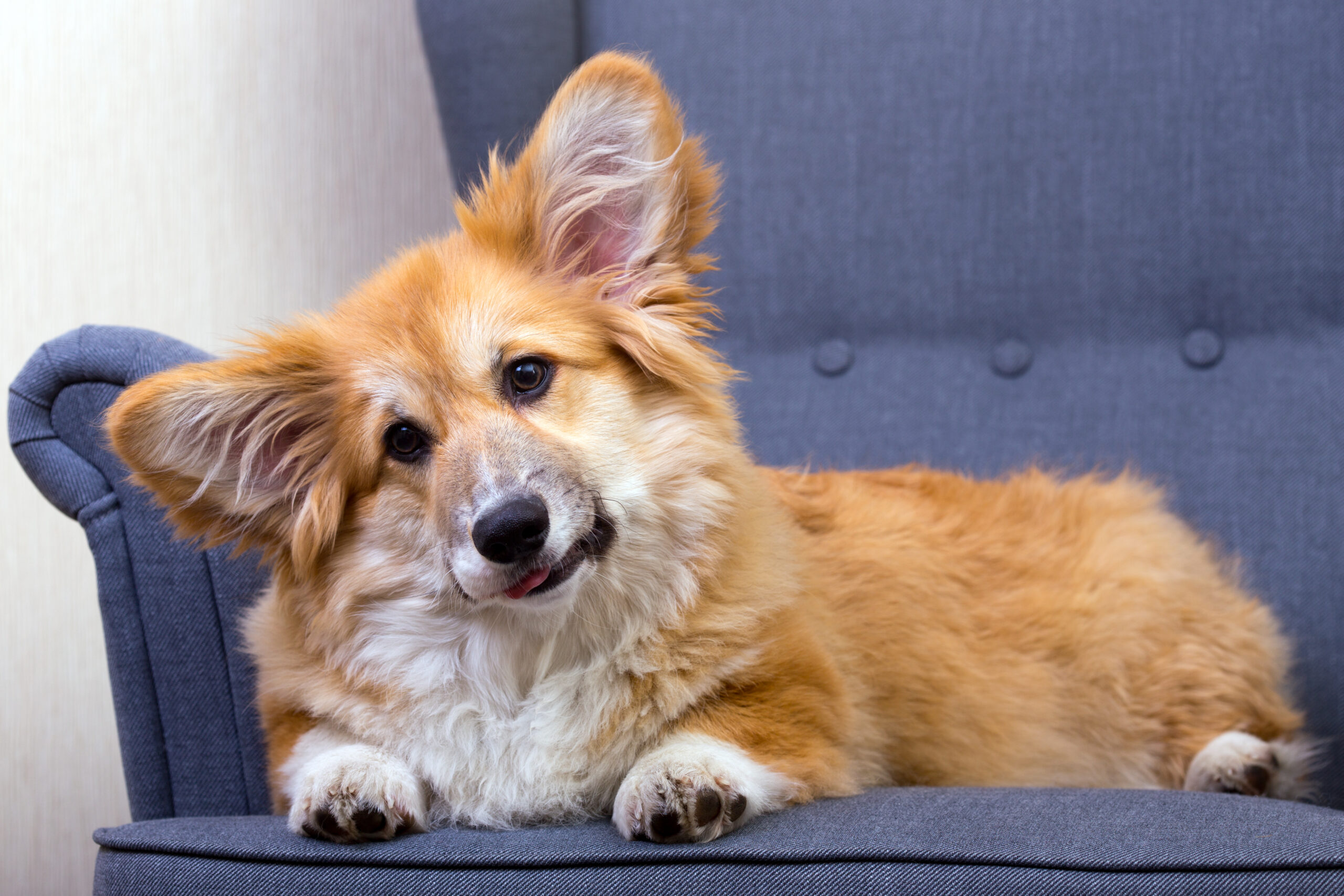 Why Does My Dog Steal My Spot? Reasons and Training Tips