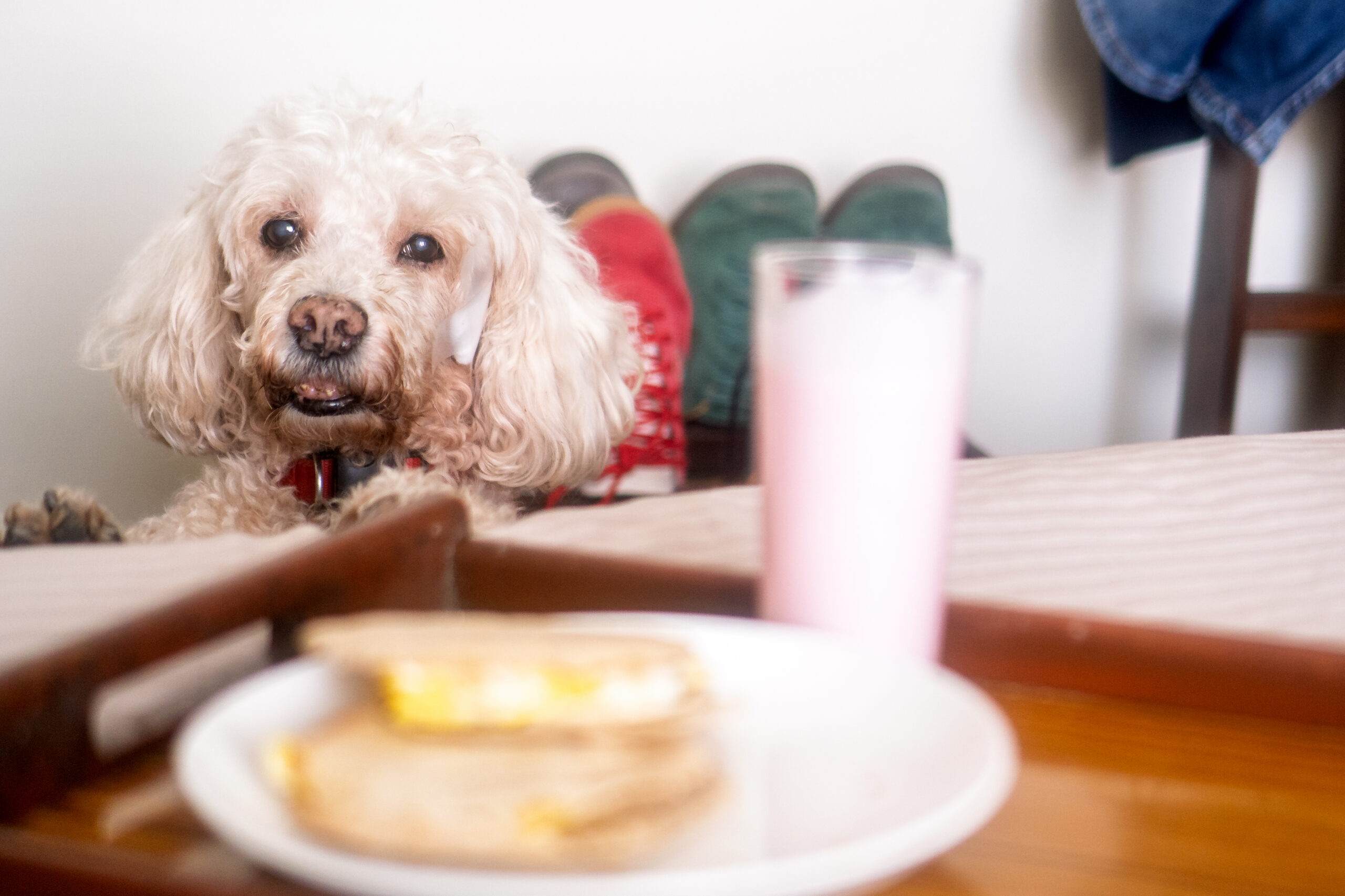Are Dogs Lactose Intolerant? Symptoms to Look Out For