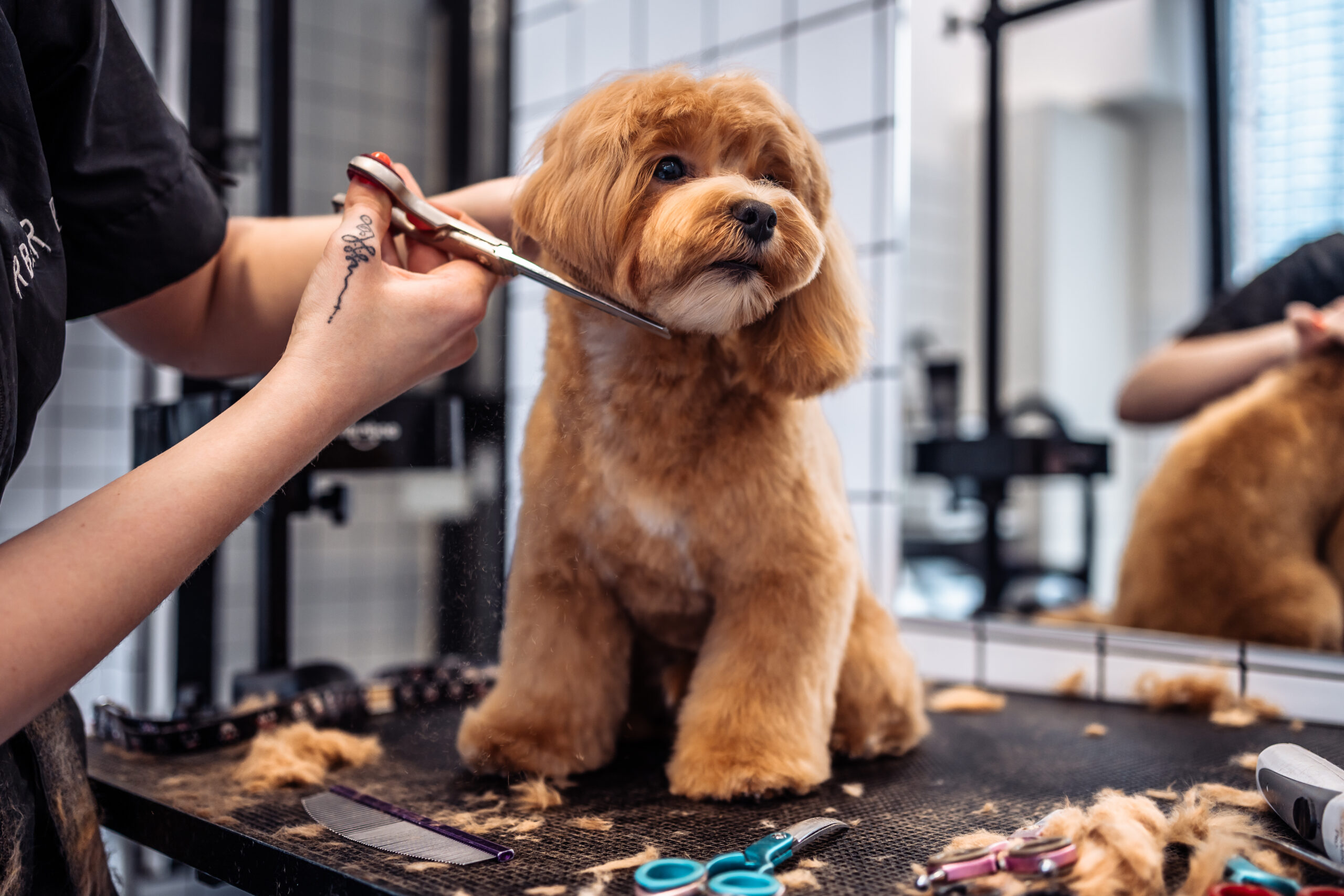 Dog Grooming Tips: How To Groom Your Dog At Home