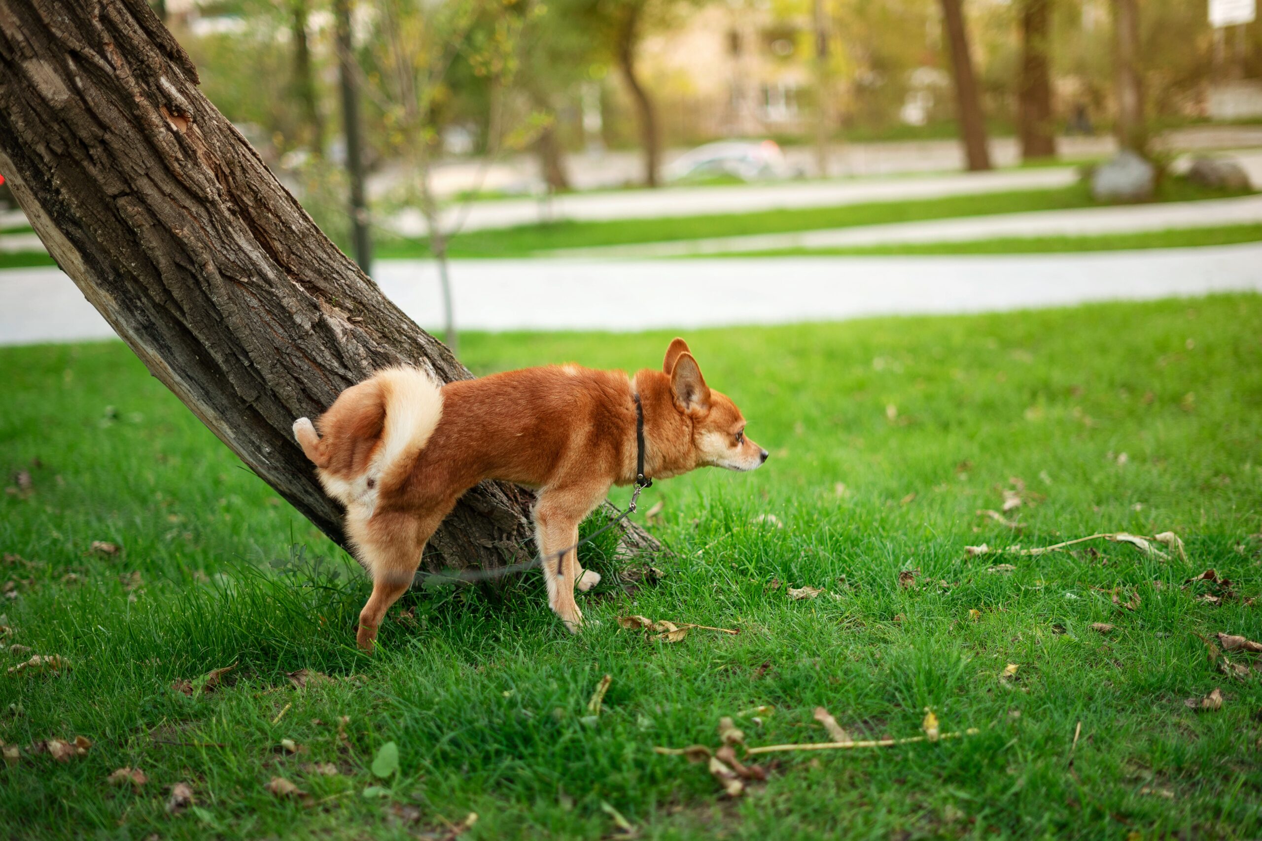 Why Is My Dog Peeing So Much? Causes and What To Do