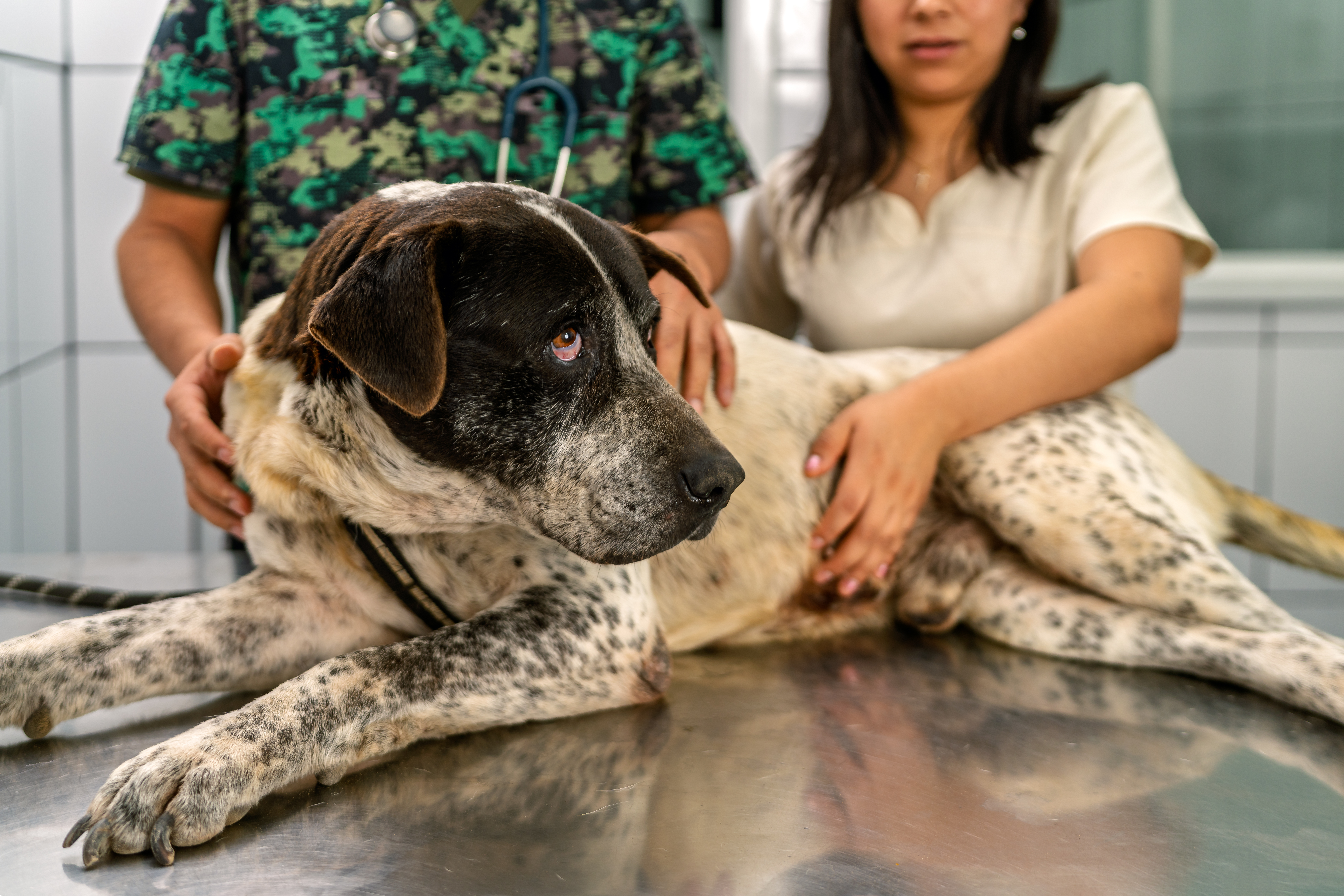 10 Common Dog Skin Conditions and Care Guide for Pet Parents
