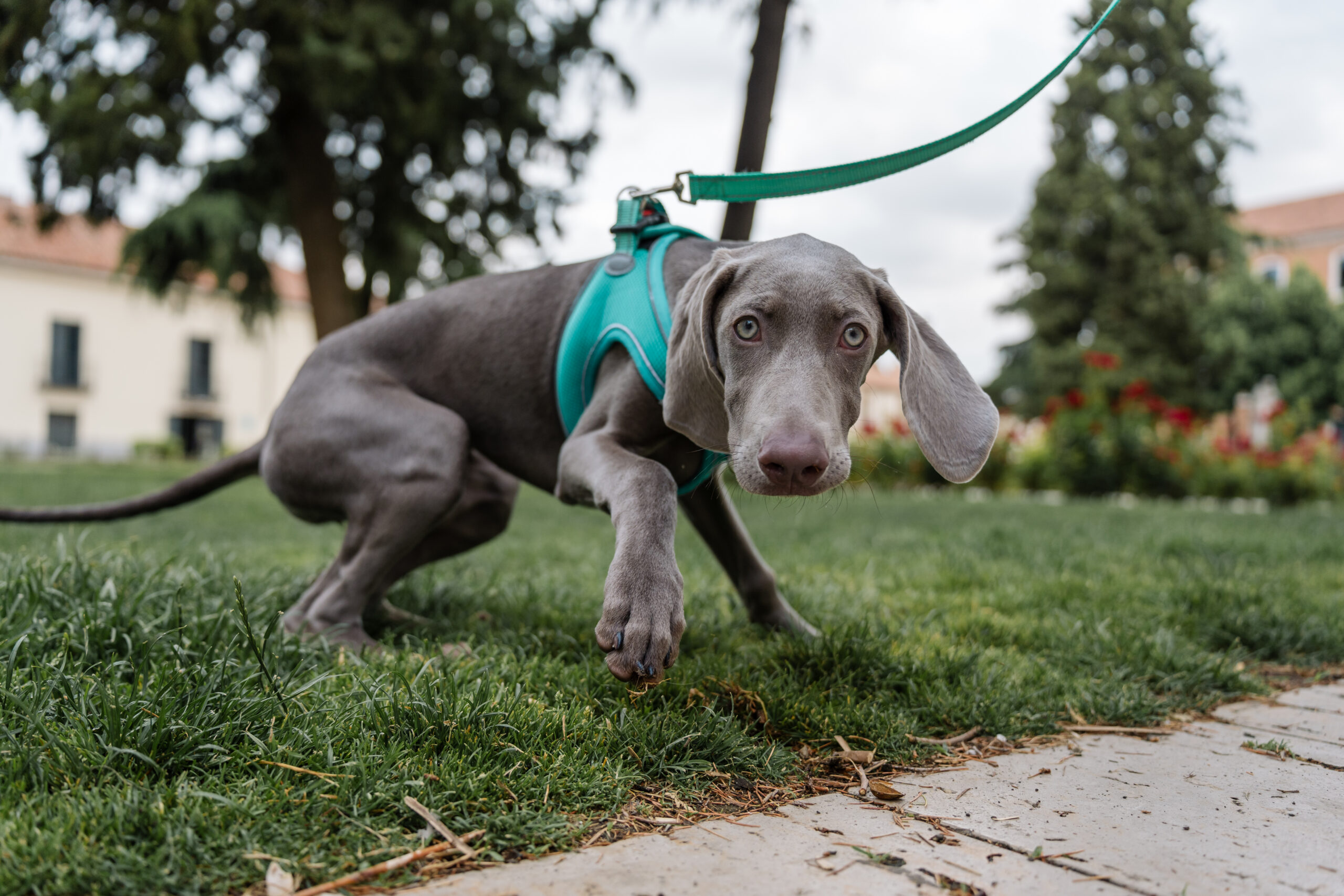 How Long Does It Take for a Dog to Digest Food?