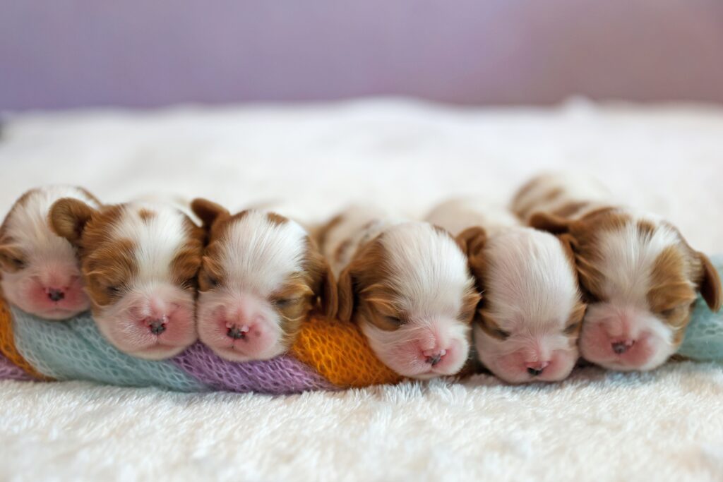 When do puppies open their eyes?