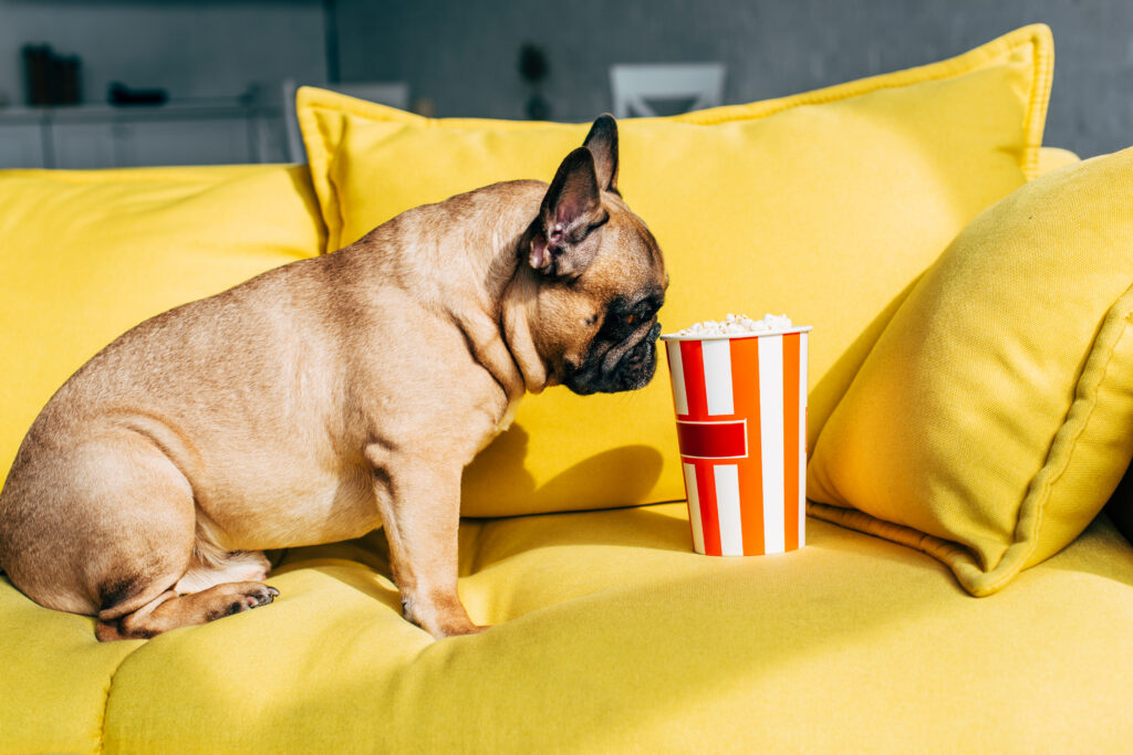 Can dogs eat popcorn?