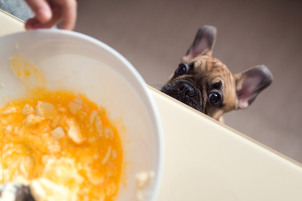 Dog waiting for eggs