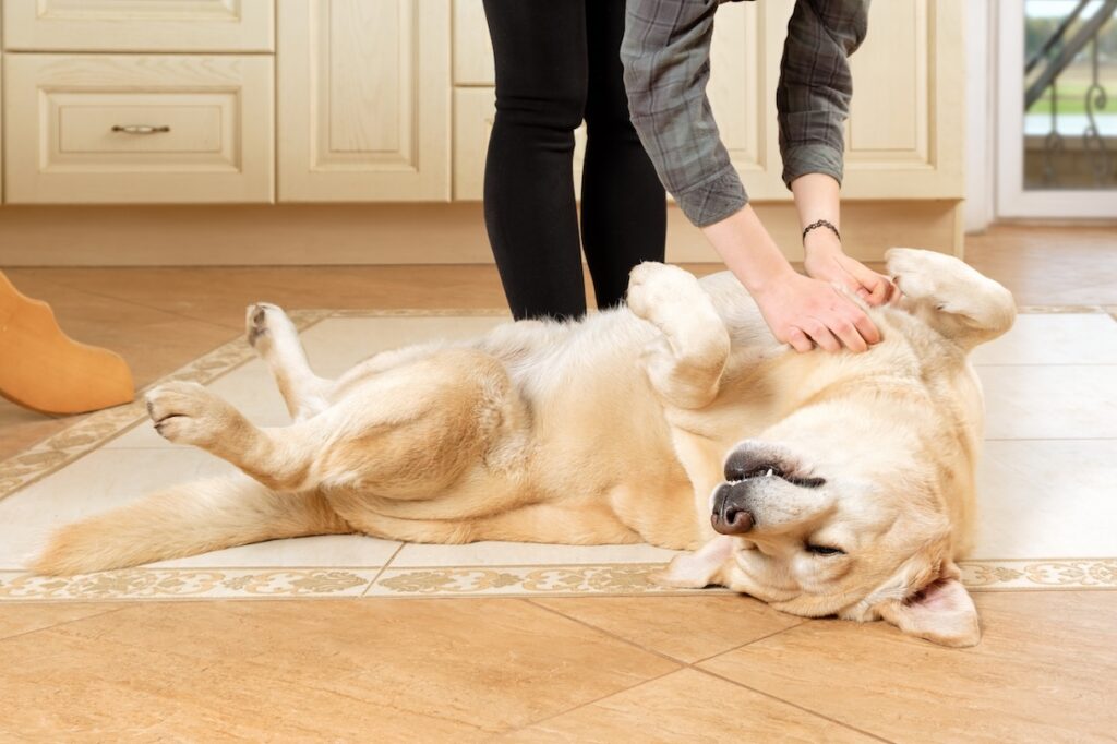 Why do dogs like tummy rubs?