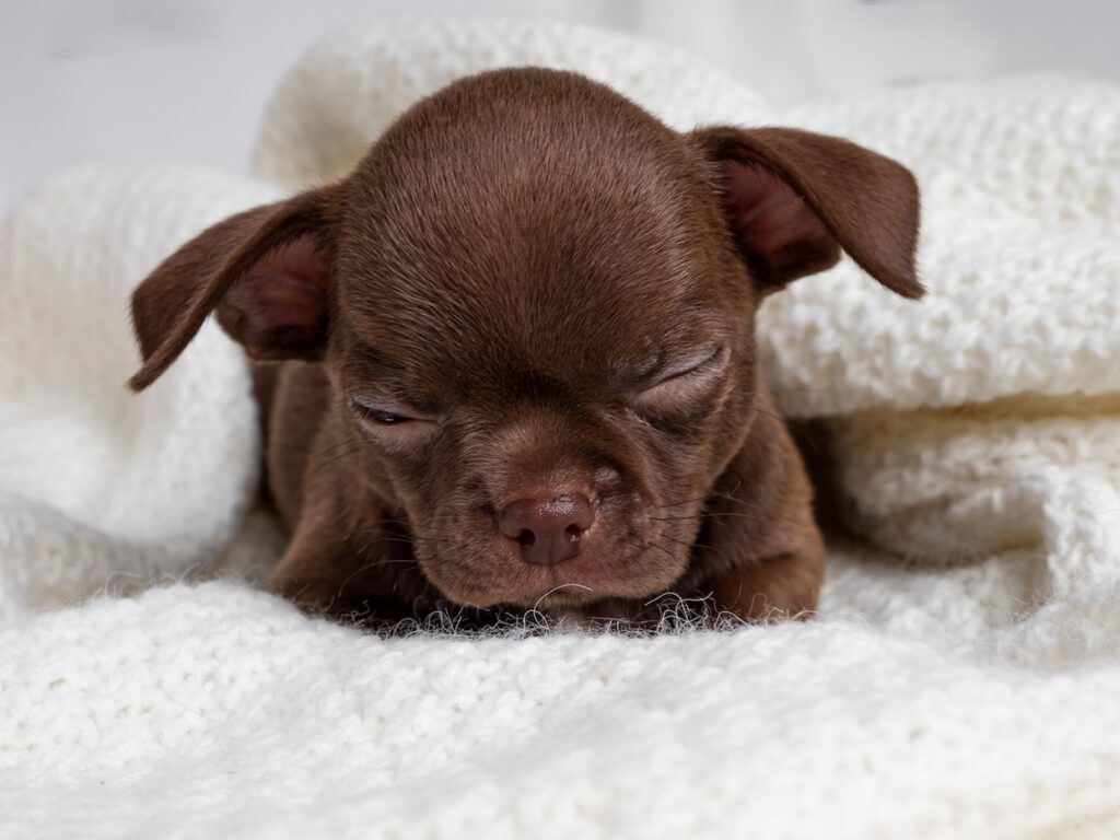 Puppy starting to open eyes