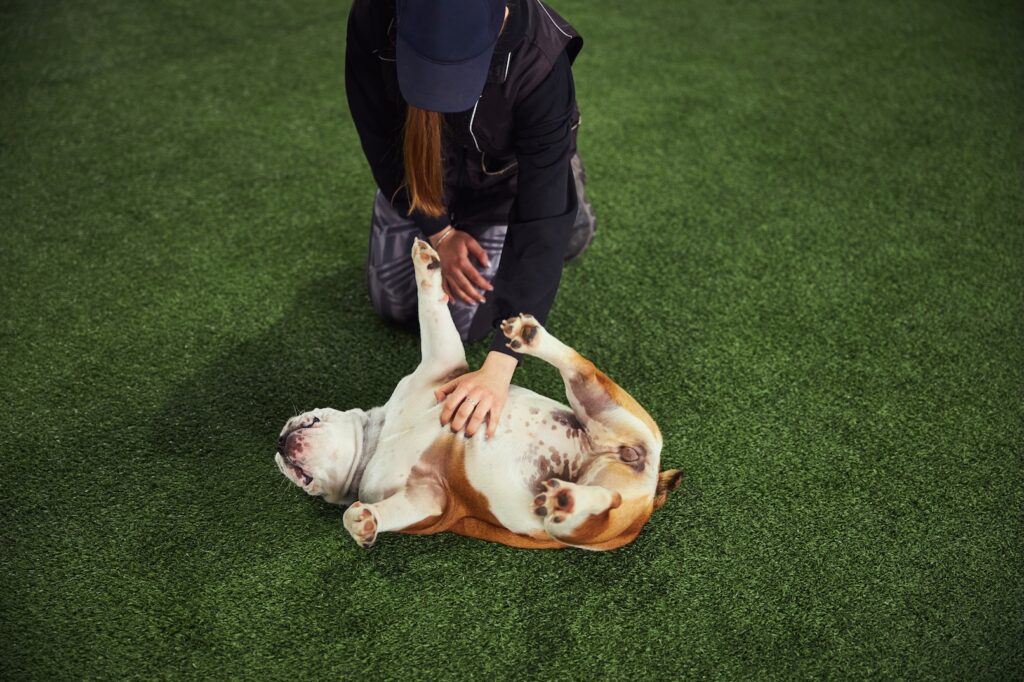 Bulldog getting belly rub