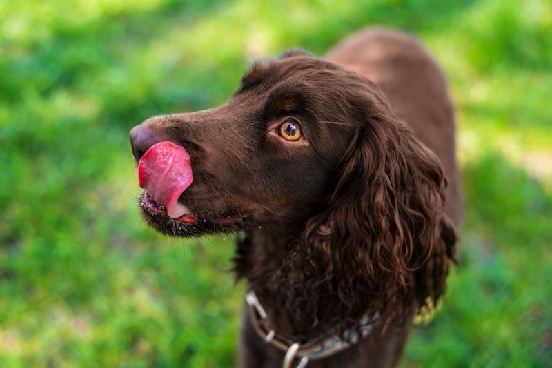 Dog licking nose