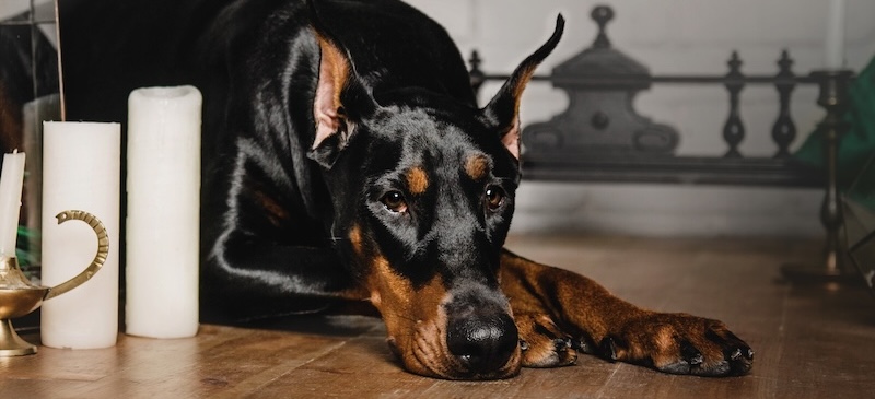 Hypothyroidism in dogs