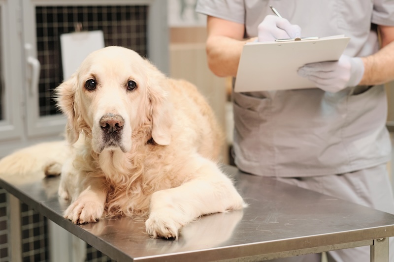 Golden retriever getting checked for hypothyroidism