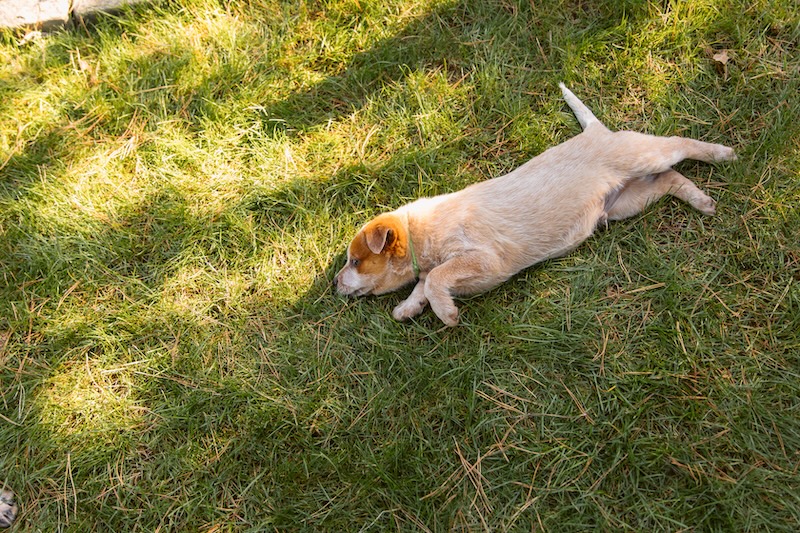 Dog trying to stay cool in shade