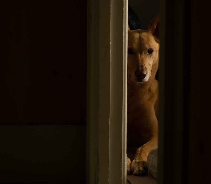Dog in dark doorway