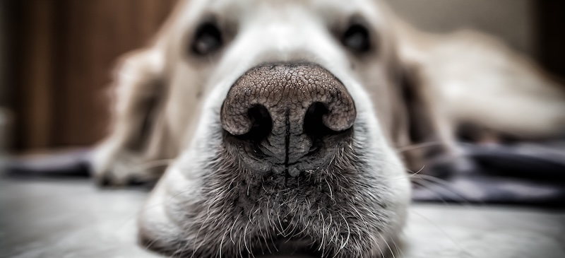 Why do dogs have wet noses?