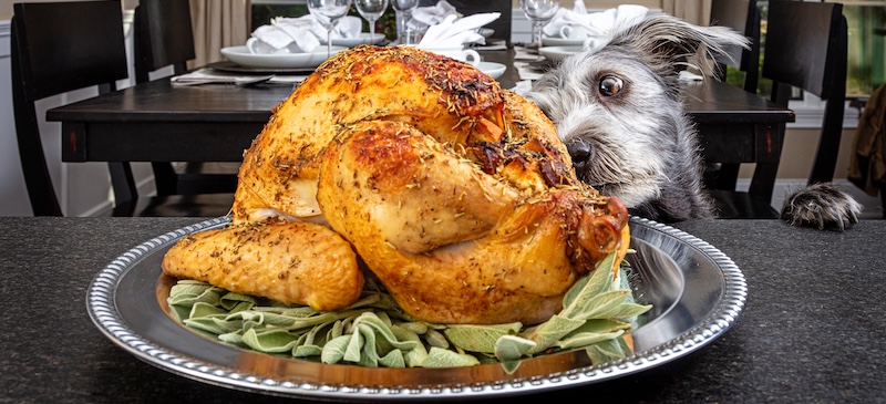 Can dogs eat turkey?